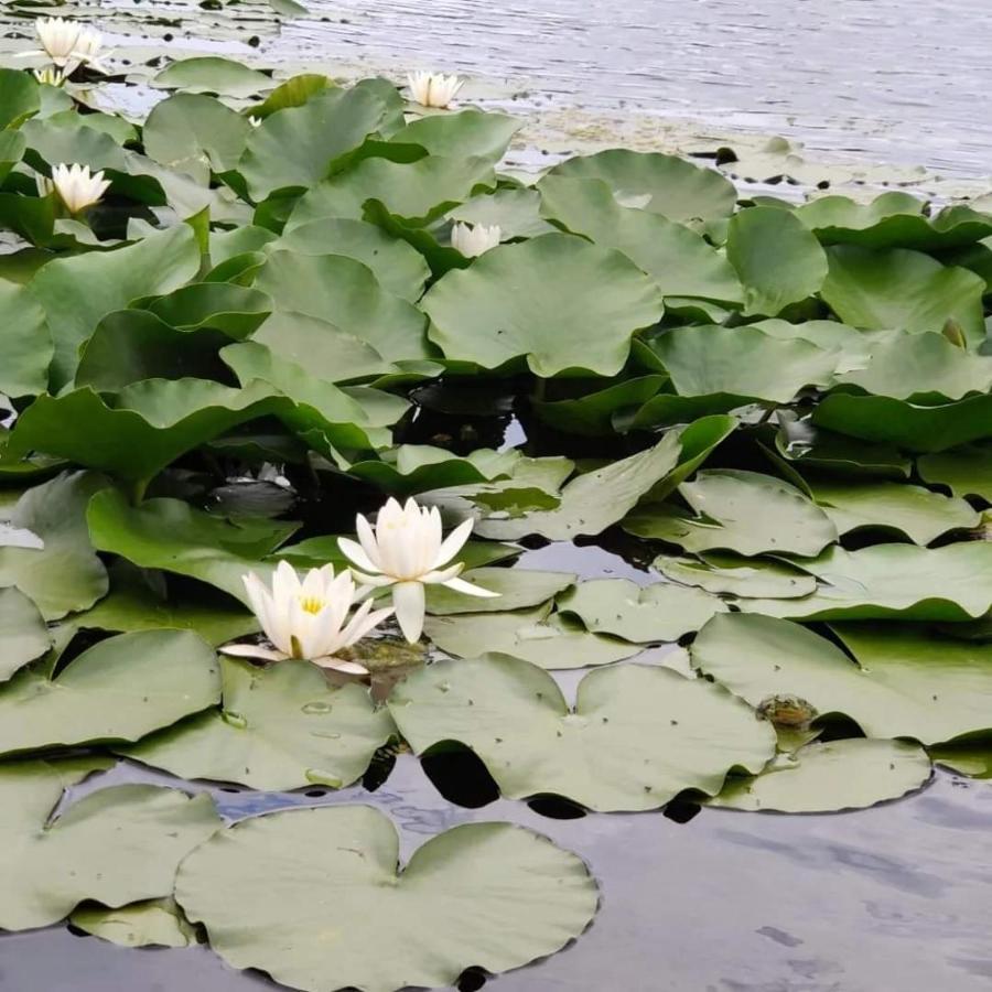 Pensiunea Iubire De Delta " La Traian " Murighiol Zewnętrze zdjęcie
